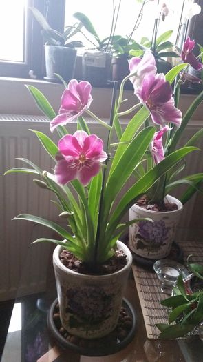 20160420_193346 - Orhidee