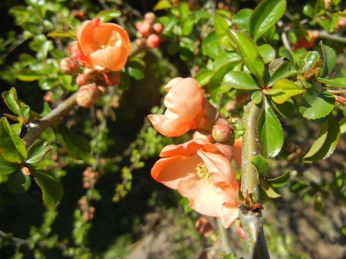 Chaenomeles japonica (2016, March 31)