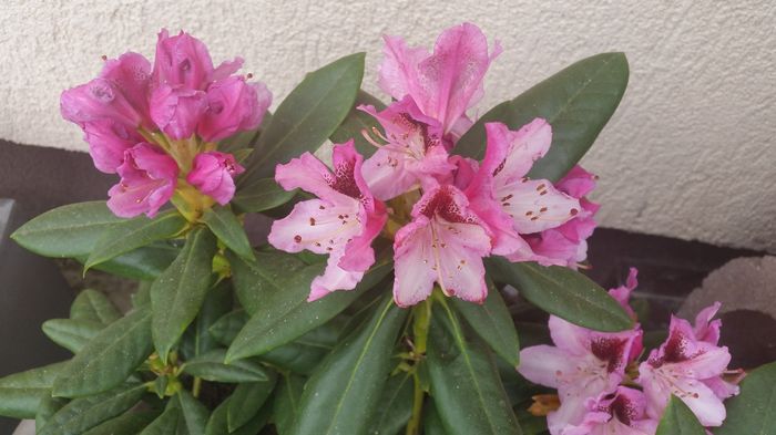 20160412_135225 - Rhododendron