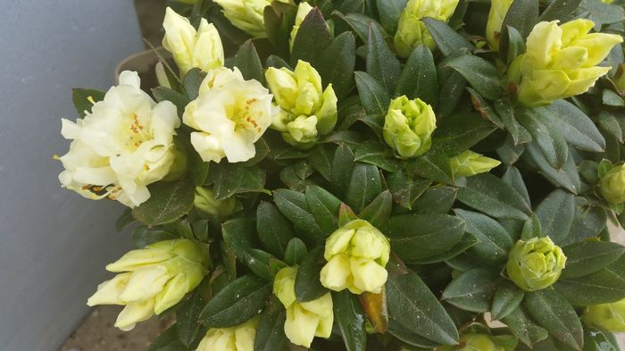 20160412_135230 - Rhododendron