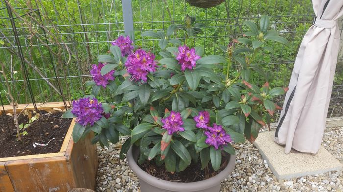 20160412_135114 - Rhododendron