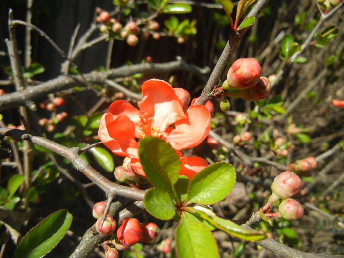 Chaenomeles japonica (2016, March 31)
