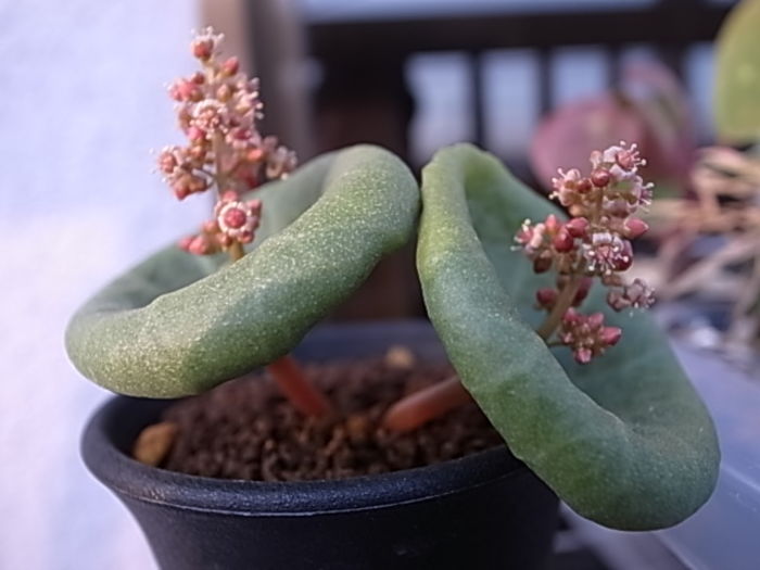 Crassula umbella ''wine Cup''