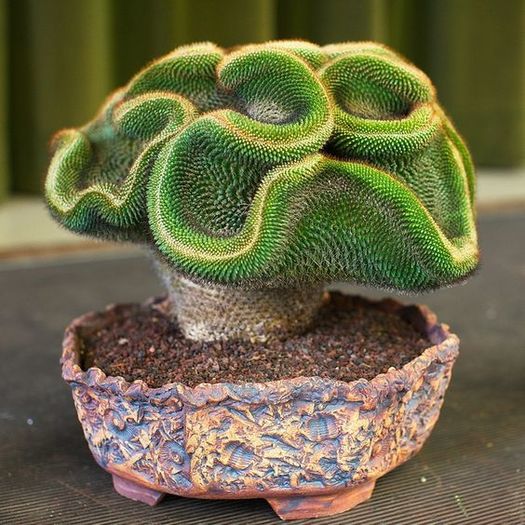 Mammilaria mystax Mammilaria mystax