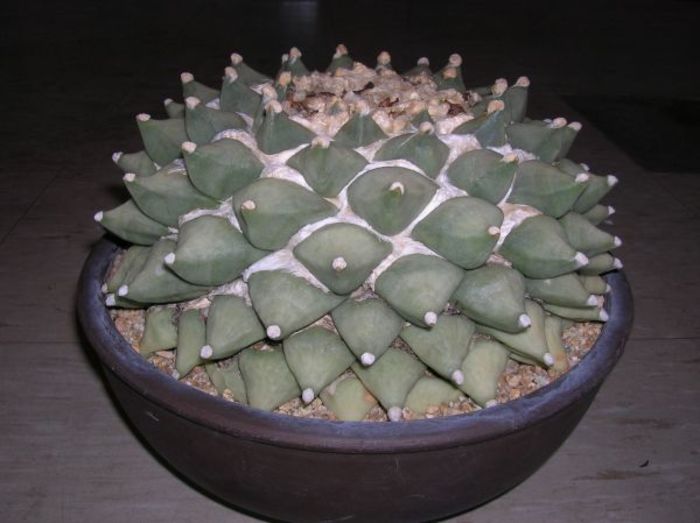 Ariocarpus retusus - achizitionat