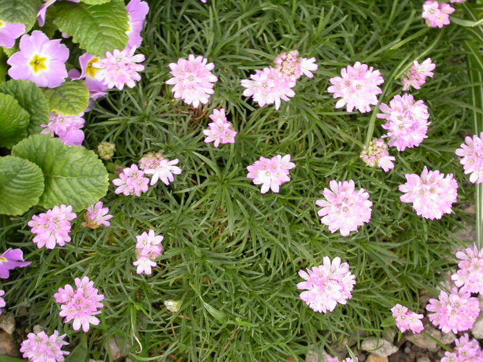 Micuta Armeria; Armeria
