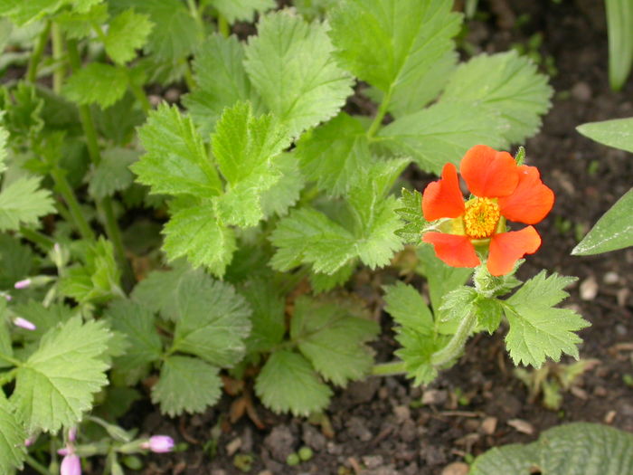 Prima floare de Geum - primavara 2016