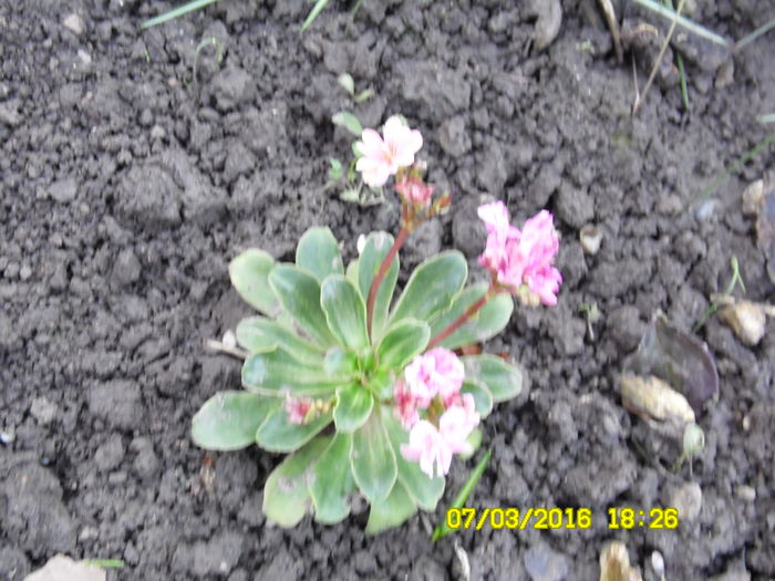 SAM_0554