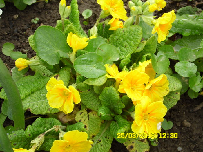 SAM_0569