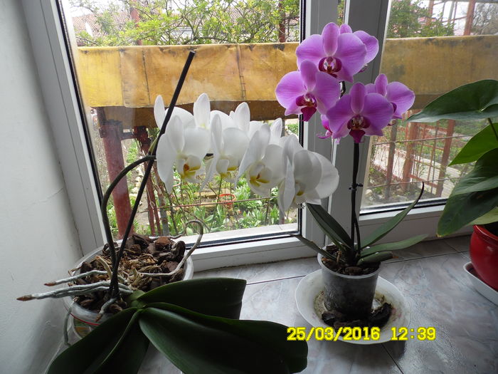 SAM_0585