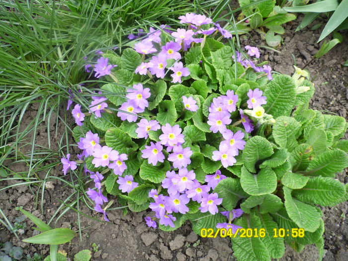 SAM_0592