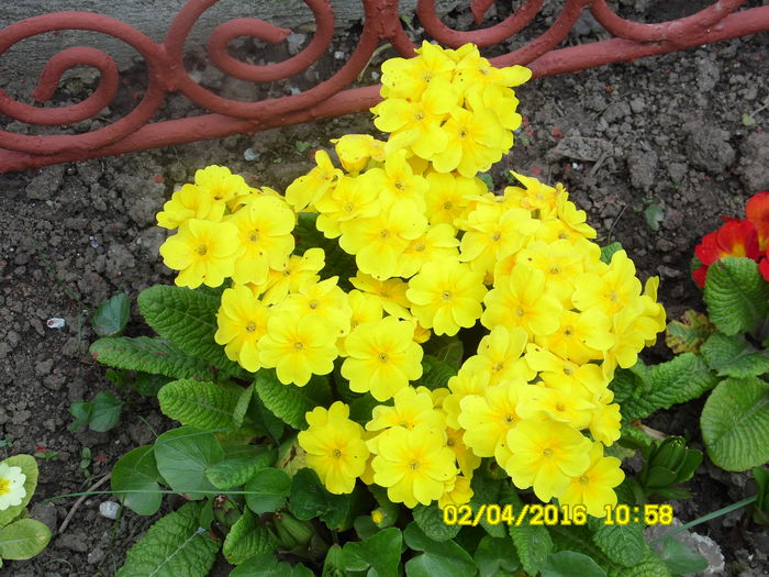 SAM_0594