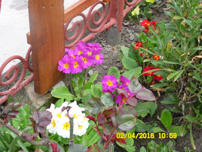 SAM_0596