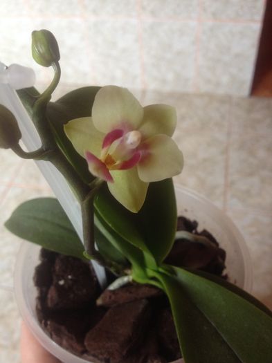 ORHIDEE PHALAENOPSIS GALBENA LIMELIGHT - orhidee