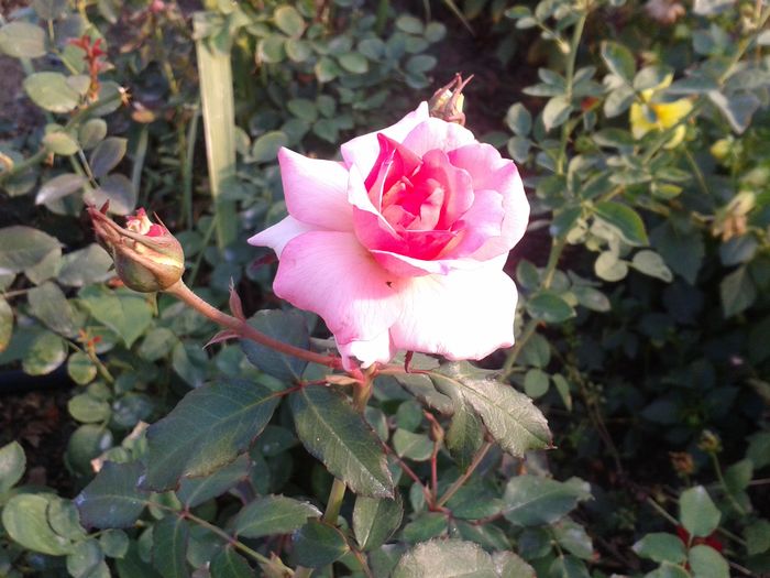 LS 03_15 - trandafirii mei