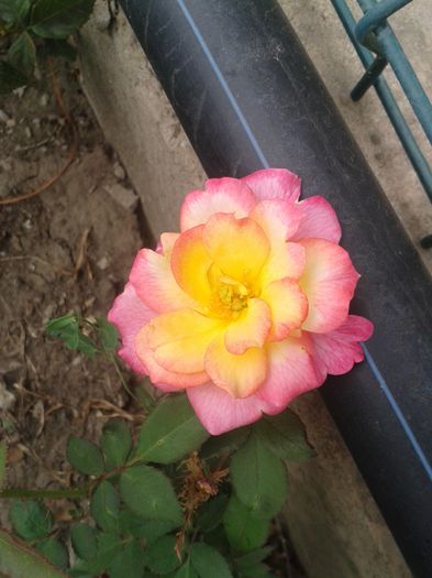 C10_02_15 - trandafirii mei