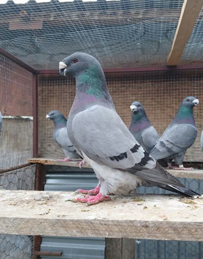 _20160424_110013 - American Show Racer