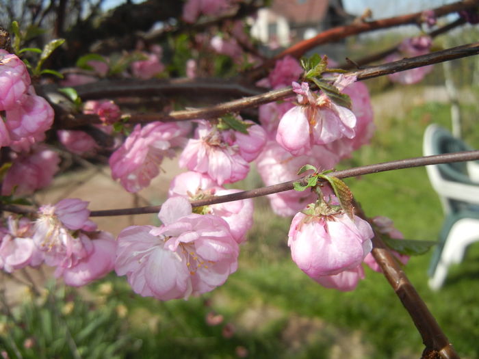 Prunus triloba (2016, April 16) - Prunus triloba