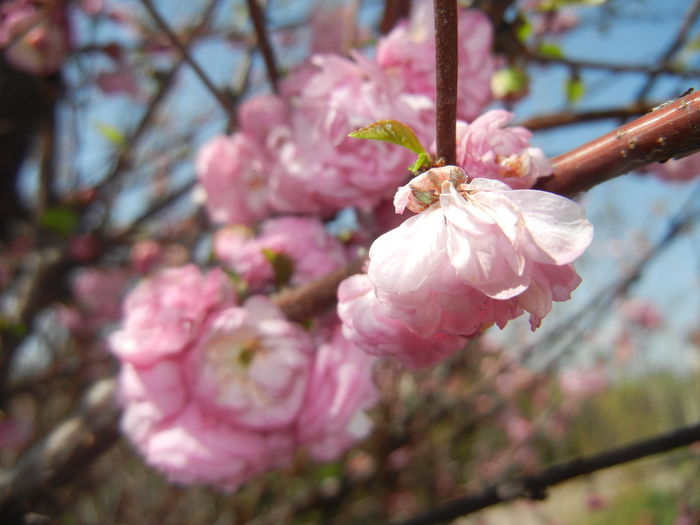 Prunus triloba (2016, April 16)