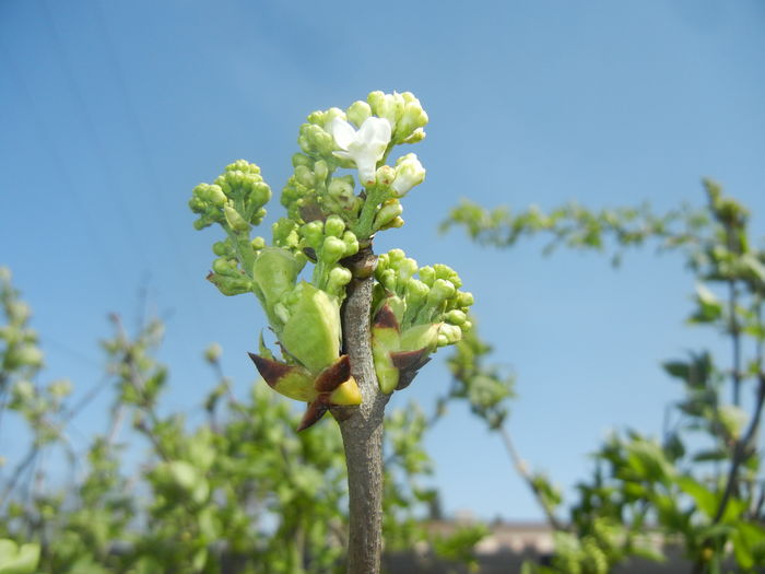 White Lilac Tree (2016, April 01) - Syringa vulgaris White