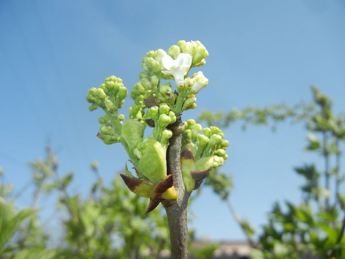 White Lilac Tree (2016, April 01) White Lilac Tree (2016, April 01)