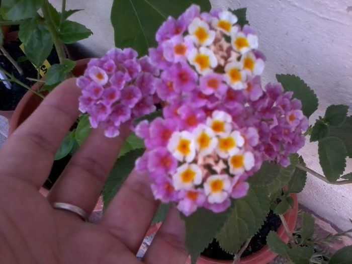 999073_198478406984964_536976150_n - Lantana