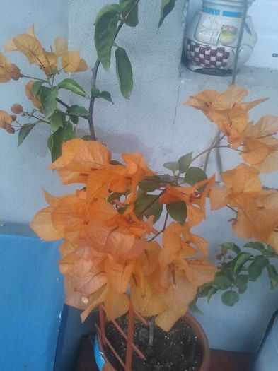 12049121_513968872102581_736920167377073768_n - Bougainvillea