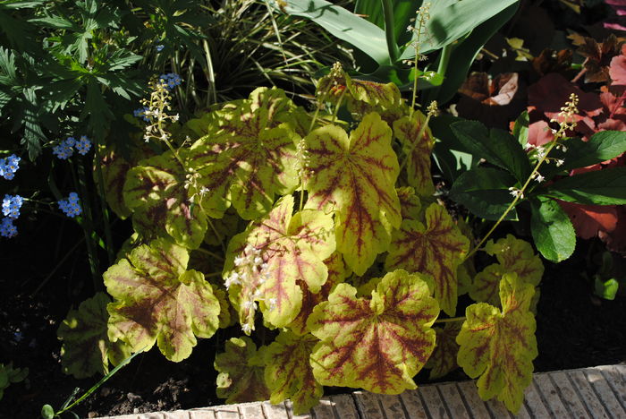 heucherella Solar Eclipse