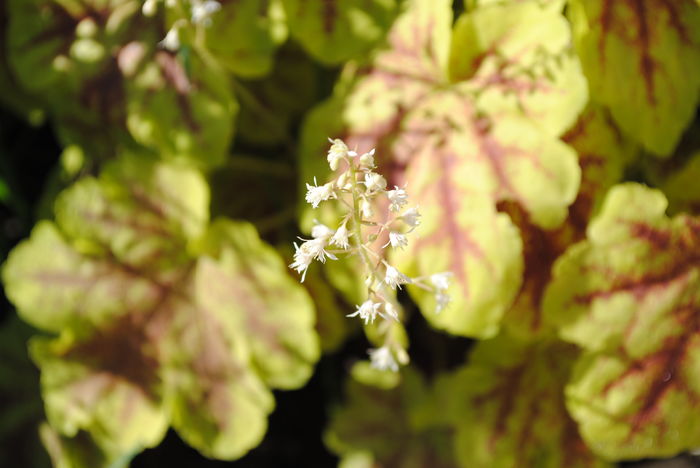 heucherella Solar Eclipse - 2016 heuchera heucherella brunnera