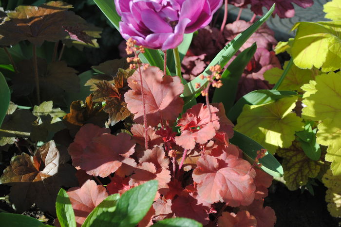 heuchera cherry-cola