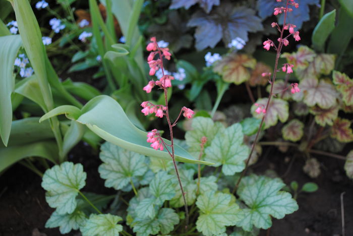 22 aprilie, heuchera paris - 2016 heuchera heucherella brunnera