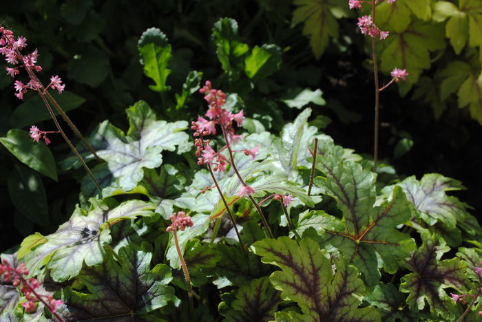 22 aprilie, heucherella_tapestry