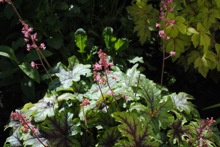 heucherella_tapestry - 2016 heuchera heucherella brunnera