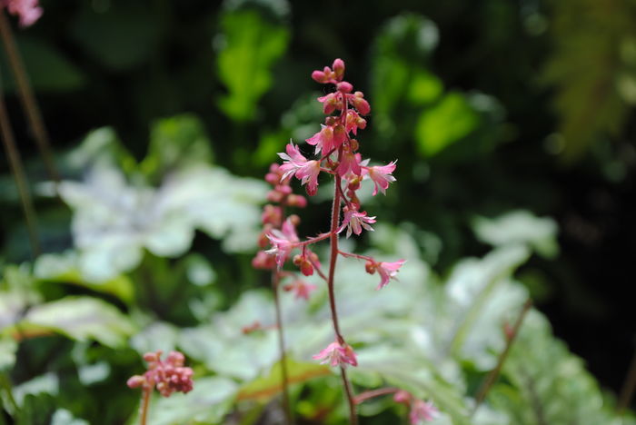 heucherella_tapestry - 2016 heuchera heucherella brunnera