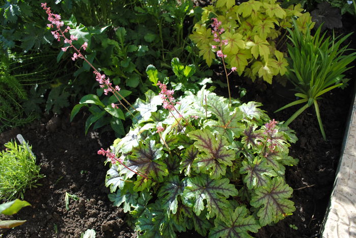 heucherella_tapestry - 2016 heuchera heucherella brunnera