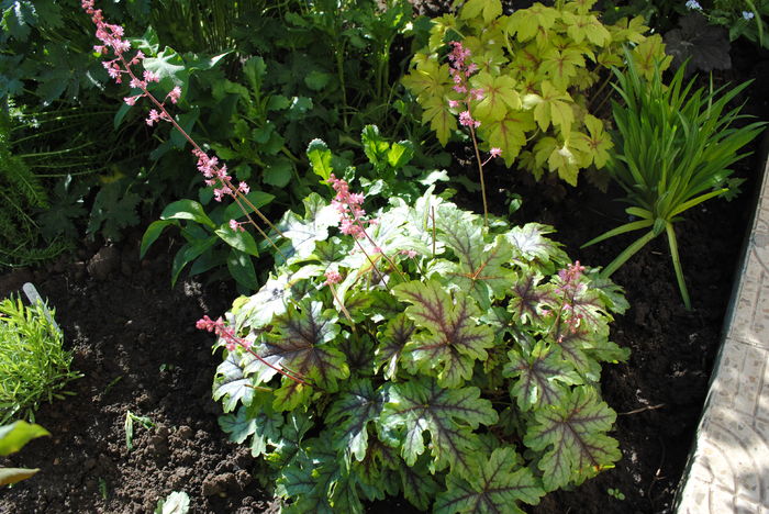 heucherella_tapestry