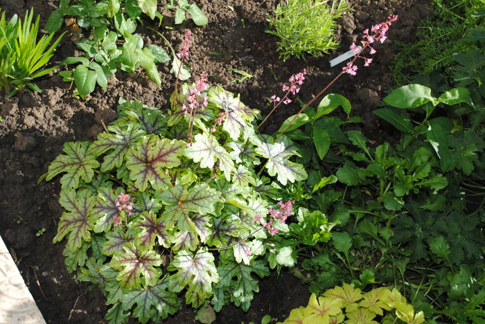 heucherella_tapestry