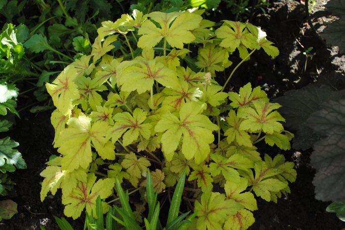 heucherella-golden-zebra - 2016 heuchera heucherella brunnera