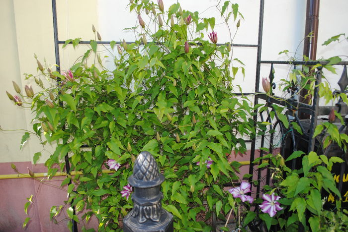 clematis Betty Risdon, se pregateste.. - 2016 plantele mele