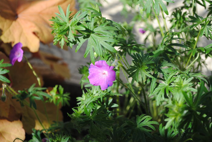 geranium sanguineum Rosa
