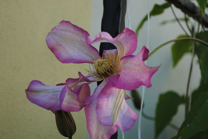 clematis Betty Risdon - 2016 plantele mele