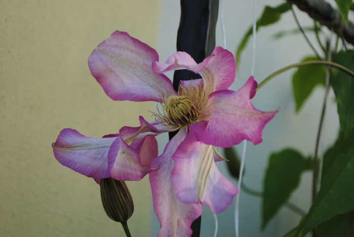 22 aprilie,clematis Betty Risdon - 2016 clematite