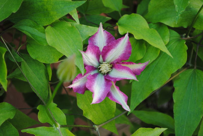 clematis Betty Risdon - 2016 clematite