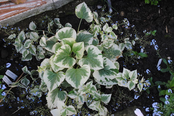 brunnera variegata