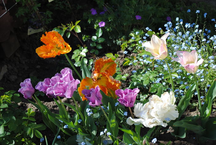 22 aprilie - 2016 gradina mea