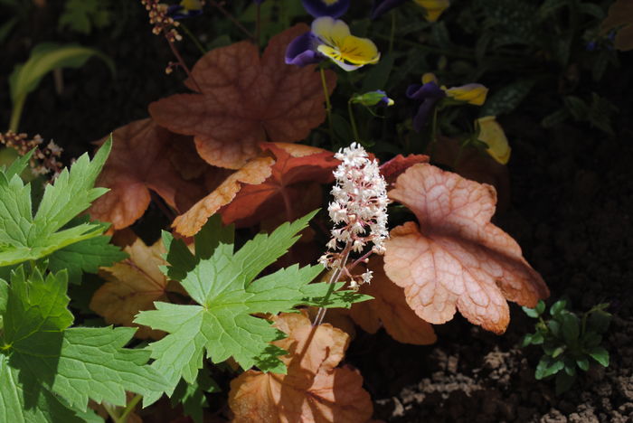 heucherella redstone falls - 2016 plantele mele