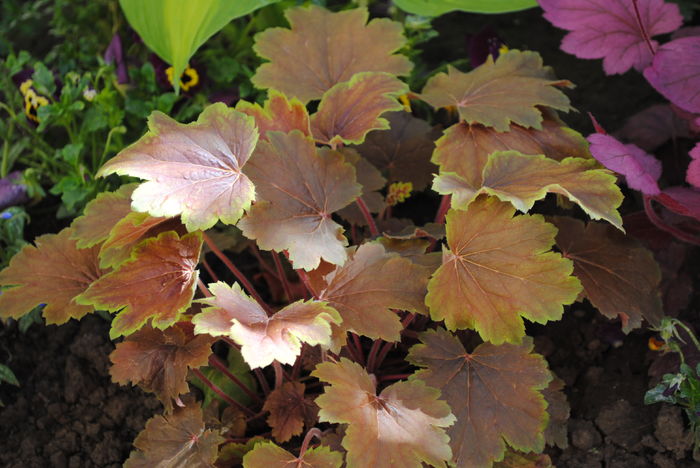 heuchera delta dawn