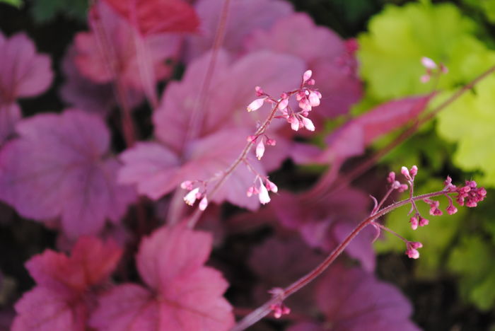 heuchera_Georgia_Plum - 2016 heuchera heucherella brunnera