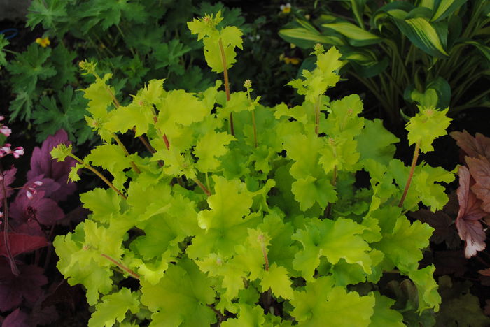 heuchera lime marmelade - 2016 plantele mele