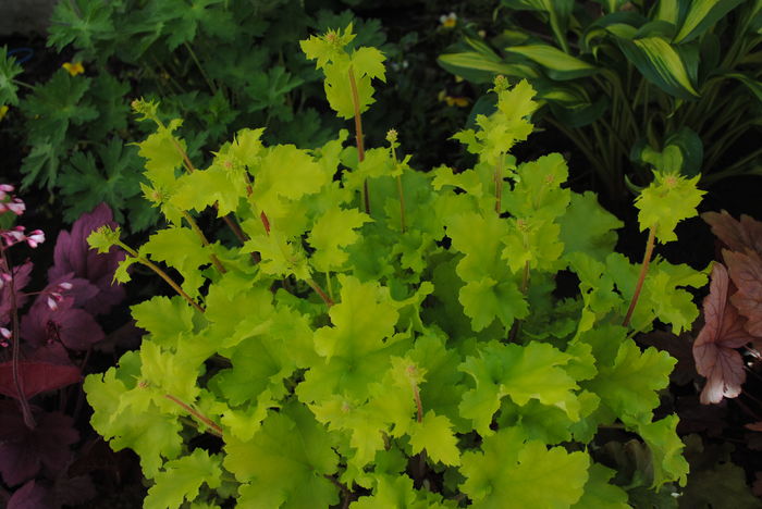 heuchera lime marmelade